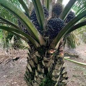Anak Pokok Sawit DxP Sime Darby Calix 600