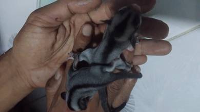 Sugar glider