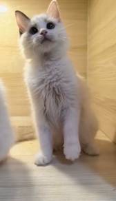 Ragdoll High Quality female kitten