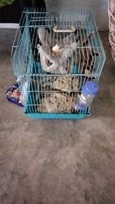 Sugar Glider 