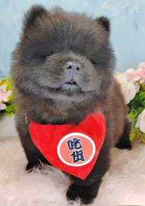 Chow Chow