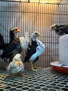 Ayam Serama rinting