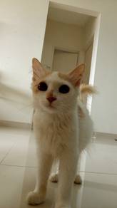 white cat