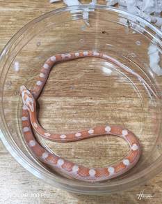 Corn Snake