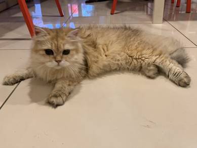 Golden British Longhair Cat