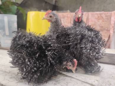Ayam pekin Frizzle 