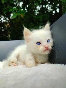 TOPs B-GRADE Uehara Bengal Ragdoll cat