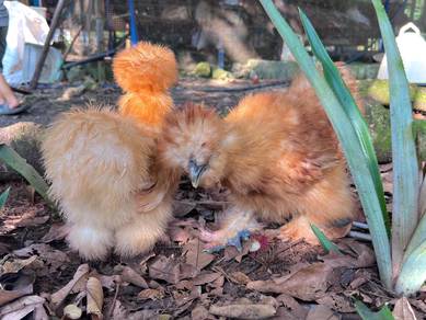 ayam us silkie American silkie chicken
