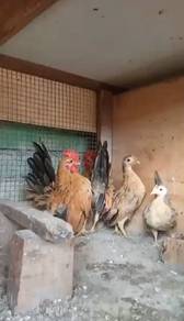 Ayam Serama