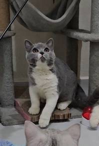 Kucing Jantan Adult Cat