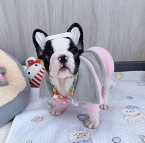 FRENCH BULLDOG PUPPIES 🌻VIP156 Girl