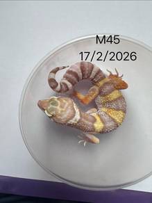 gecko