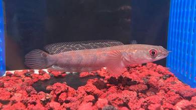 Ikan Channa Aquarium Fish-Red Barito 6 inci (RB-2)