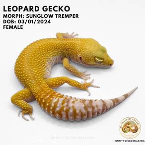 Leopard Gecko Malaysia Sunglow Tremper Cicak 豹纹守宫