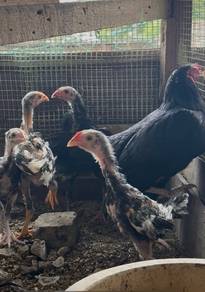 Anak Ayam Laga