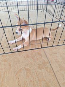 Pure🔥 Chihuahua Puppy Male 1210B