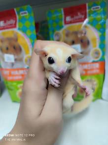 leucistic