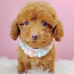 Poodle