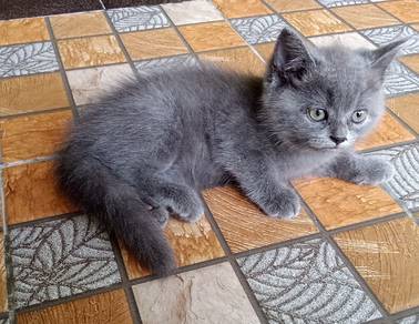 Bsh