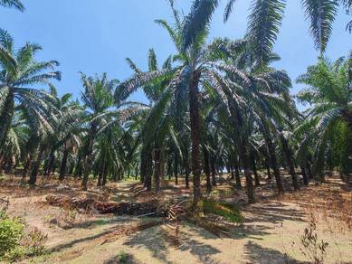 Agricultural Land in Lendu, MLK