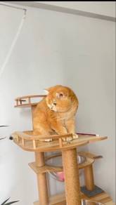 bsh golden ny12 male