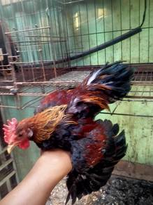 ayam hutan