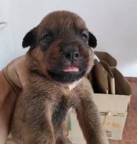 Rottweiler x Pitbully