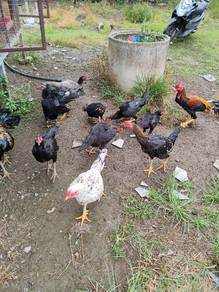 Ibu ayam until djual 