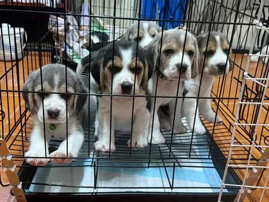 beagle 
