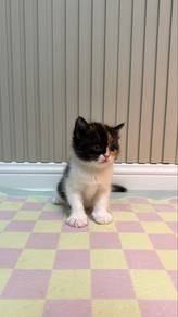 Calico BSH