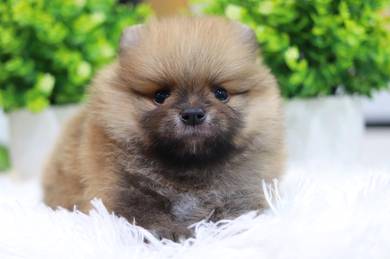 Pomeranian