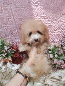 Toy Poodle