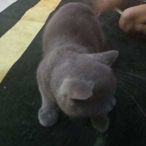 bsh 