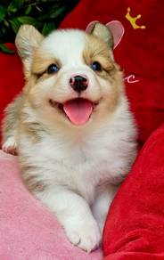 C139 CORGI PUPPIES 🌻 柯基犬 Fluffy ~ Cute