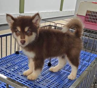 Siberian Husky Puppy