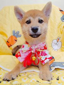 Shiba