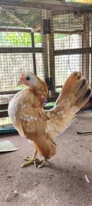 serama betina