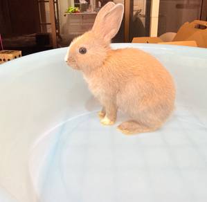 netherlands dwarf angora mix rabbit