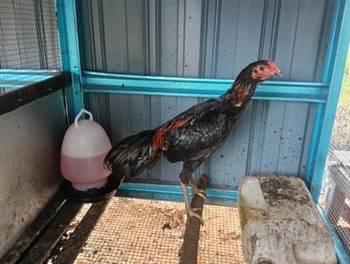ayam siam