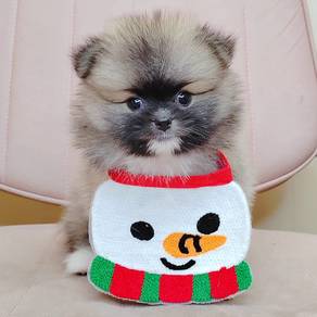 Pomeranian
