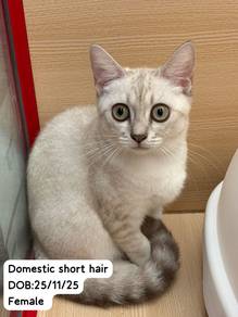 Domestic Short Hair Untuk Dijual !!