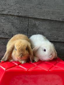 Holland lop