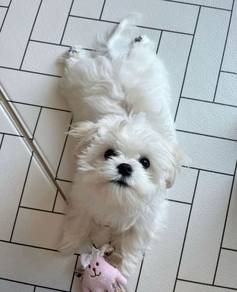 Wigglebutt Maltese Snow White Baby Face Puppy Baby