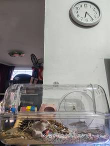 Cage transparent luxury