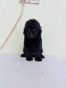 Maltipoo puppy male promo