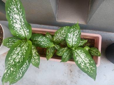 Dieffenbachia Plant in Pot (total 4) 