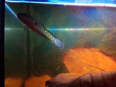 Beli ikan CHANNA, PERCUMA 1 akuarium!
