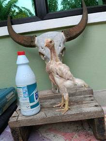 ayam shamo & oshamo 