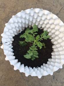 Sayur Kale Live Plant Organic Kale Pasu Sekali Jua
