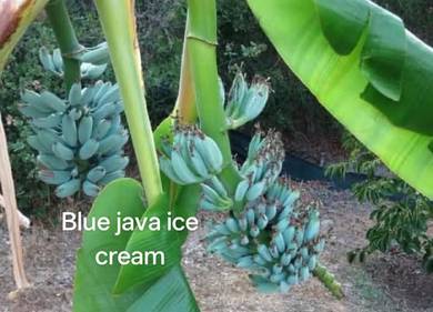 pokok pisang blue java original